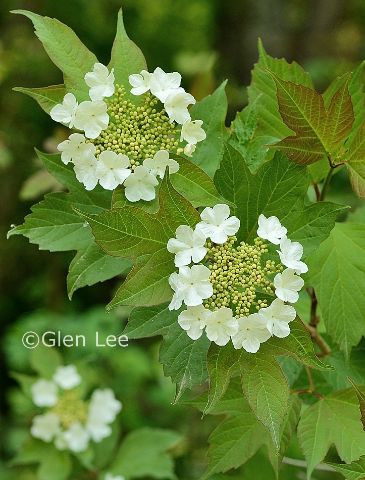 Viburnum opulus var. americanum photos Saskatchewan Wildflowers